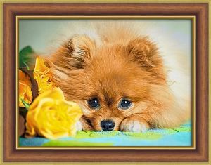 Картина стразами 30*40 Маленький шпиц - фото 1