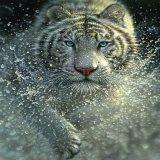 Картина стразами 30*30 Белый тигр - фото 1