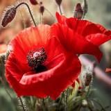 Картина стразами 30*30 Маки - фото 1