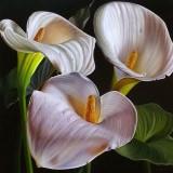 Картина стразами 30*30 Белые Каллы - фото 1