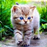 Картина по номерам 30*30 Голубоглазое Чудо - фото 1