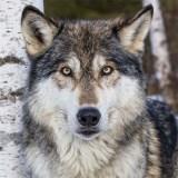  Картина по номерам 30*30 Серый волк - фото 1