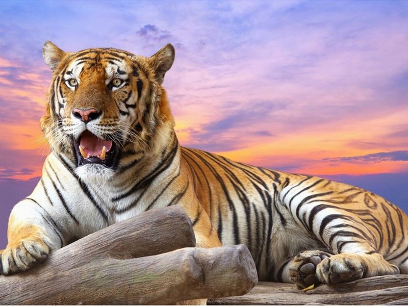 Картина по номерам 30*40 Золотистый Ретвирер Molly - миниатюра 3