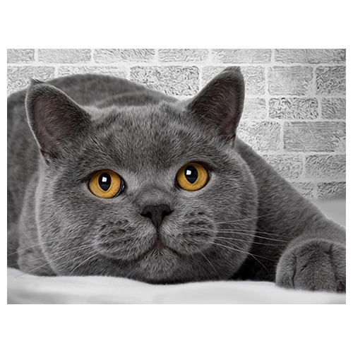Картина стразами 40*30 Британский кот - фото 1