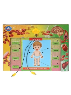 Электровикторина Тело человека 100 вопросов - миниатюра 2