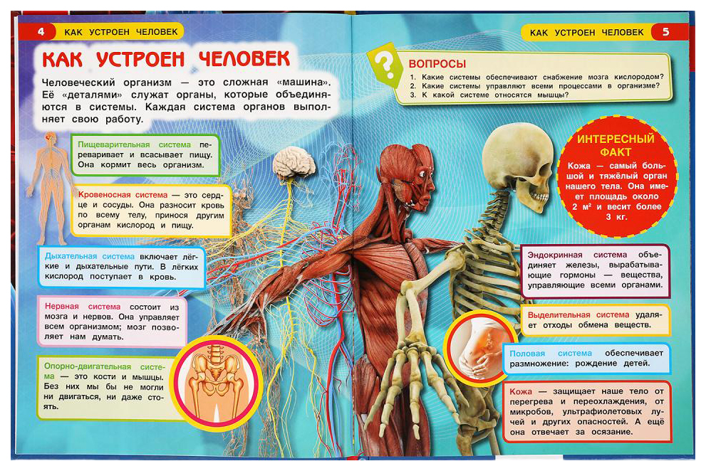 Книга Как устроен человек (энциклопедия) - миниатюра 2