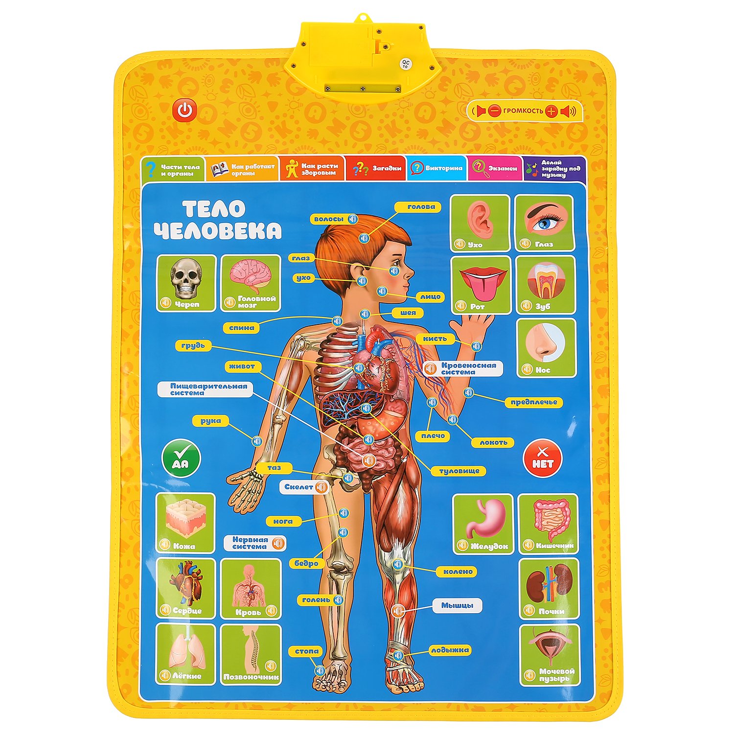 Плакат электронный Тело человека и Азбука М.Жукова 0251-R93 - фото 1