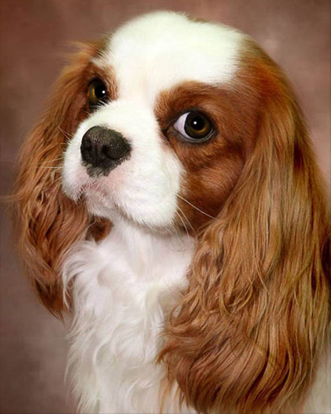 Картина стразами 40*50 Милый взгляд - фото 1