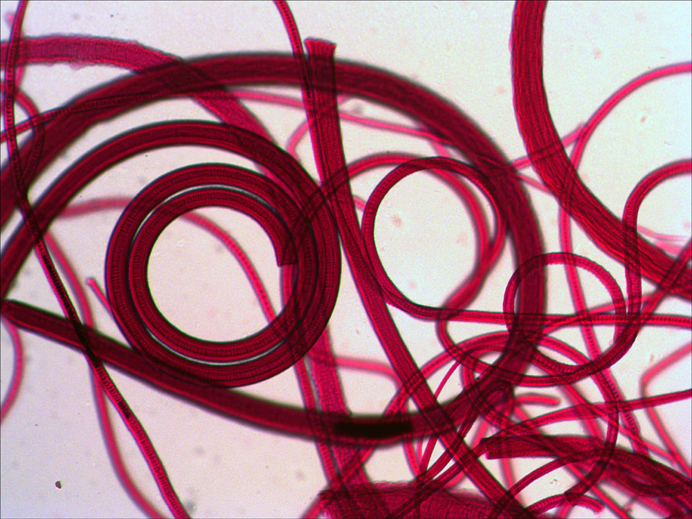 Микропрепараты N10 - фото 1