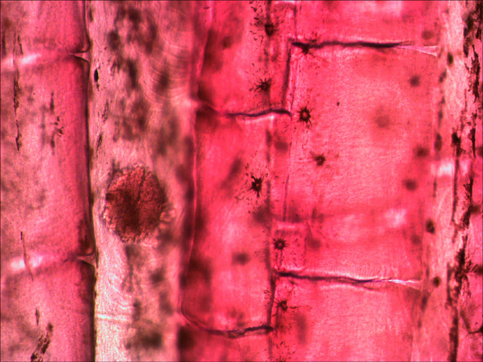 Микропрепараты N10 - миниатюра 3