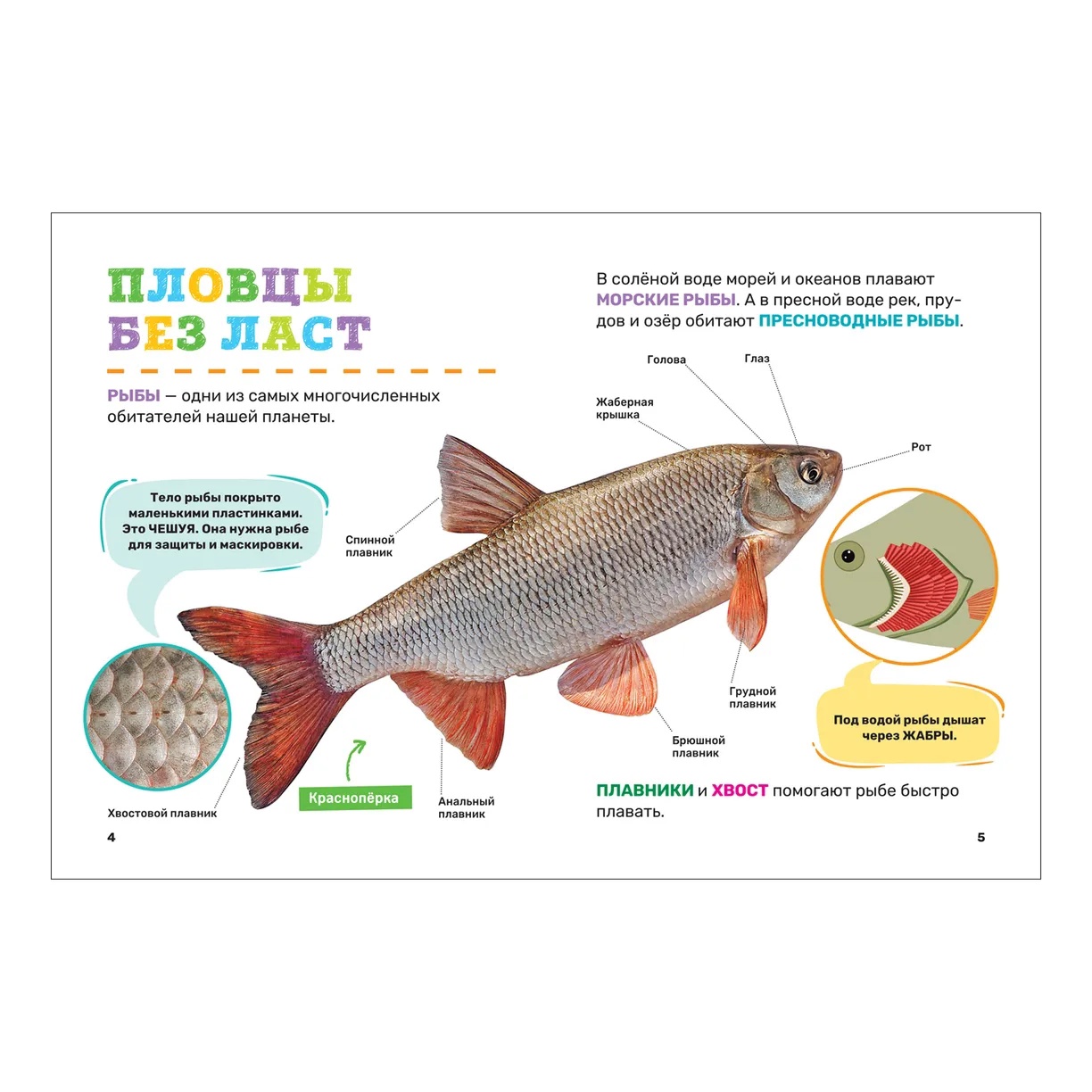 Книга Подводный мир. Первая энциклопедия малыша - миниатюра 3