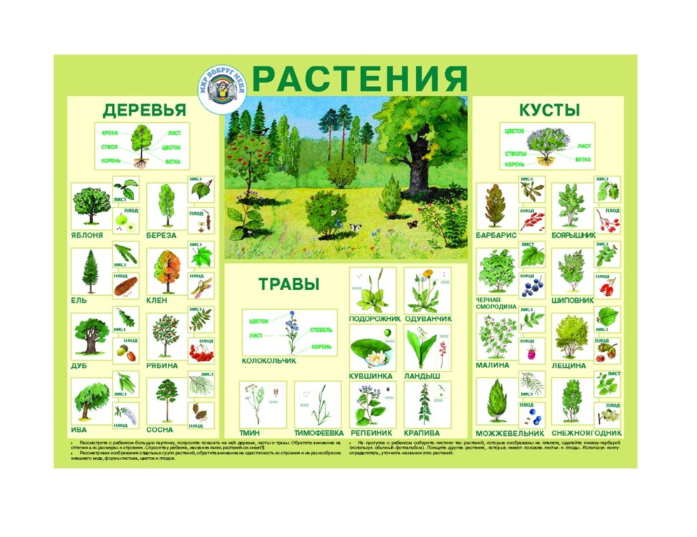 Плакат Растения - фото 1