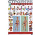  Плакат Строение тела человека - фото 1