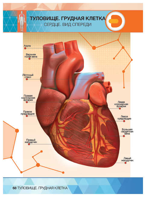 Книга DEVAR Энциклопедия Анатомия в дополненной реальности - миниатюра 2