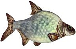 Мягкая игрушка Рыба Лещ 79см - фото 1